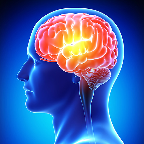 Brain